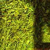 чай зеленый  лист  средний сорт высший в Астрахани 6